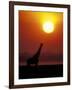 Giraffe Silhouetted at Sunset, (Giraffa Camelopardalis) Namibia Etosha National Park-Tony Heald-Framed Photographic Print