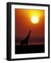 Giraffe Silhouetted at Sunset, (Giraffa Camelopardalis) Namibia Etosha National Park-Tony Heald-Framed Photographic Print