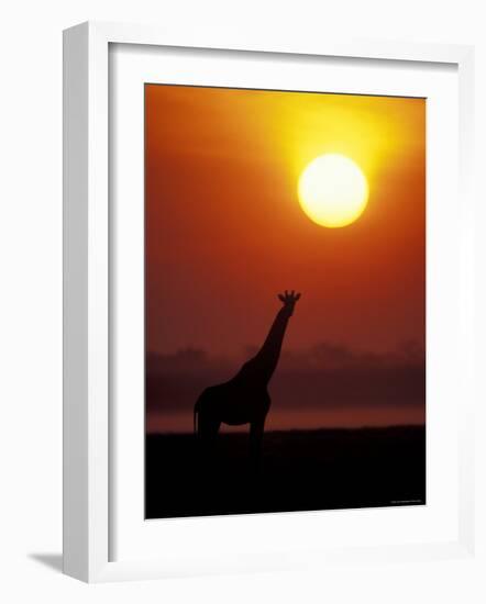 Giraffe Silhouetted at Sunset, (Giraffa Camelopardalis) Namibia Etosha National Park-Tony Heald-Framed Photographic Print