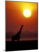 Giraffe Silhouetted at Sunset, (Giraffa Camelopardalis) Namibia Etosha National Park-Tony Heald-Mounted Photographic Print