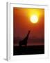 Giraffe Silhouetted at Sunset, (Giraffa Camelopardalis) Namibia Etosha National Park-Tony Heald-Framed Photographic Print