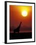 Giraffe Silhouetted at Sunset, (Giraffa Camelopardalis) Namibia Etosha National Park-Tony Heald-Framed Photographic Print