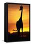 Giraffe Silhouetted at Sunset-null-Framed Stretched Canvas