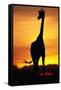 Giraffe Silhouetted at Sunset-null-Framed Stretched Canvas