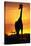Giraffe Silhouetted at Sunset-null-Stretched Canvas