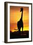 Giraffe Silhouetted at Sunset-null-Framed Premium Photographic Print