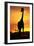 Giraffe Silhouetted at Sunset-null-Framed Premium Photographic Print