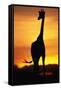 Giraffe Silhouetted at Sunset-null-Framed Stretched Canvas