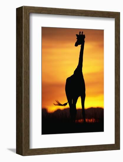 Giraffe Silhouetted at Sunset-null-Framed Photographic Print