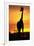 Giraffe Silhouetted at Sunset-null-Framed Photographic Print