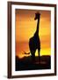 Giraffe Silhouetted at Sunset-null-Framed Photographic Print