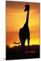 Giraffe Silhouetted at Sunset-null-Mounted Photographic Print