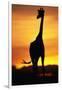 Giraffe Silhouetted at Sunset-null-Framed Photographic Print