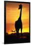 Giraffe Silhouetted at Sunset-null-Framed Photographic Print