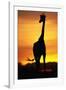 Giraffe Silhouetted at Sunset-null-Framed Photographic Print