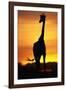 Giraffe Silhouetted at Sunset-null-Framed Photographic Print