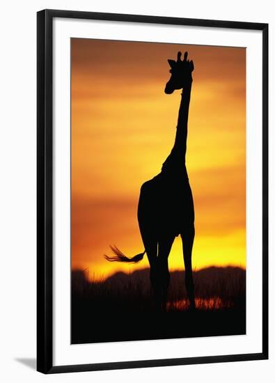 Giraffe Silhouetted at Sunset-null-Framed Photographic Print