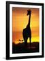 Giraffe Silhouetted at Sunset-null-Framed Photographic Print