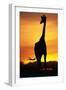 Giraffe Silhouetted at Sunset-null-Framed Photographic Print