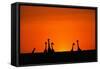 Giraffe Silhouettes at Sunset-Paul Souders-Framed Stretched Canvas