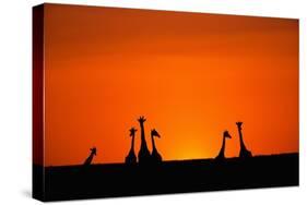 Giraffe Silhouettes at Sunset-Paul Souders-Stretched Canvas