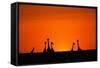 Giraffe Silhouettes at Sunset-Paul Souders-Framed Stretched Canvas