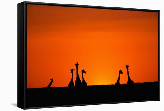 Giraffe Silhouettes at Sunset-Paul Souders-Framed Stretched Canvas