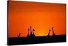 Giraffe Silhouettes at Sunset-Paul Souders-Stretched Canvas