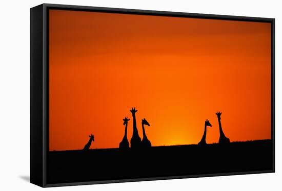 Giraffe Silhouettes at Sunset-Paul Souders-Framed Stretched Canvas