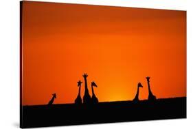 Giraffe Silhouettes at Sunset-Paul Souders-Stretched Canvas