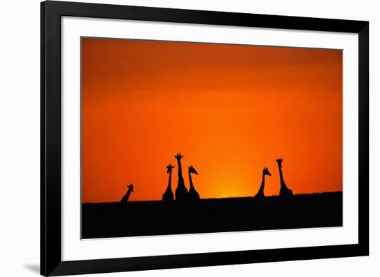 Giraffe Silhouettes at Sunset-Paul Souders-Framed Photographic Print