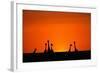 Giraffe Silhouettes at Sunset-Paul Souders-Framed Photographic Print