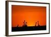 Giraffe Silhouettes at Sunset-Paul Souders-Framed Photographic Print