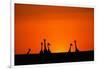 Giraffe Silhouettes at Sunset-Paul Souders-Framed Photographic Print