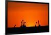 Giraffe Silhouettes at Sunset-Paul Souders-Framed Photographic Print