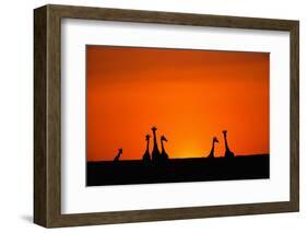 Giraffe Silhouettes at Sunset-Paul Souders-Framed Photographic Print