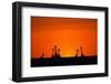 Giraffe Silhouettes at Sunset-Paul Souders-Framed Photographic Print