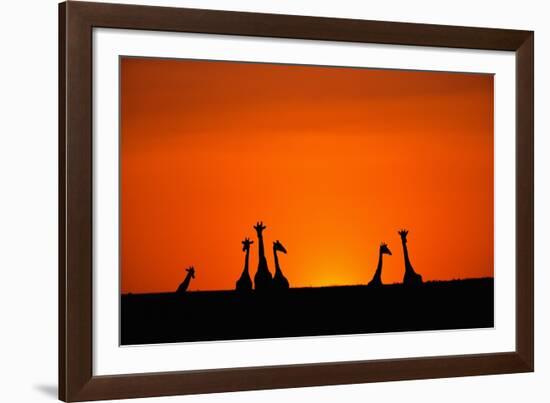 Giraffe Silhouettes at Sunset-Paul Souders-Framed Photographic Print