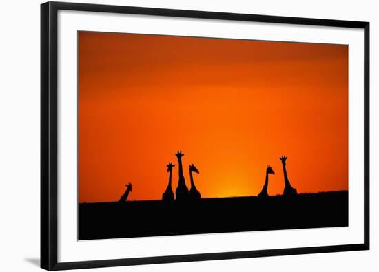 Giraffe Silhouettes at Sunset-Paul Souders-Framed Photographic Print
