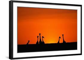 Giraffe Silhouettes at Sunset-Paul Souders-Framed Photographic Print