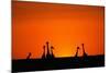 Giraffe Silhouettes at Sunset-Paul Souders-Mounted Photographic Print