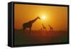 Giraffe Silhouettes-null-Framed Stretched Canvas