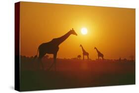 Giraffe Silhouettes-null-Stretched Canvas
