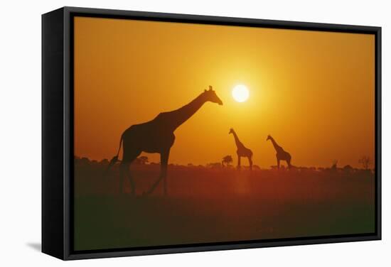 Giraffe Silhouettes-null-Framed Stretched Canvas