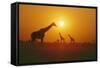 Giraffe Silhouettes-null-Framed Stretched Canvas
