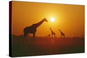 Giraffe Silhouettes-null-Stretched Canvas
