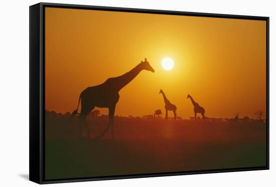 Giraffe Silhouettes-null-Framed Stretched Canvas