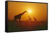 Giraffe Silhouettes-null-Framed Stretched Canvas