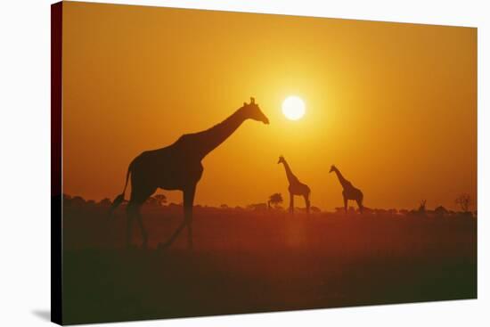 Giraffe Silhouettes-null-Stretched Canvas