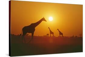 Giraffe Silhouettes-null-Stretched Canvas